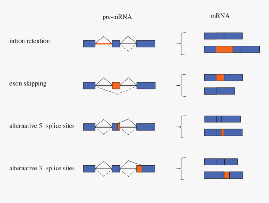 Types Of Alternative Splicing Events, HD Png Download