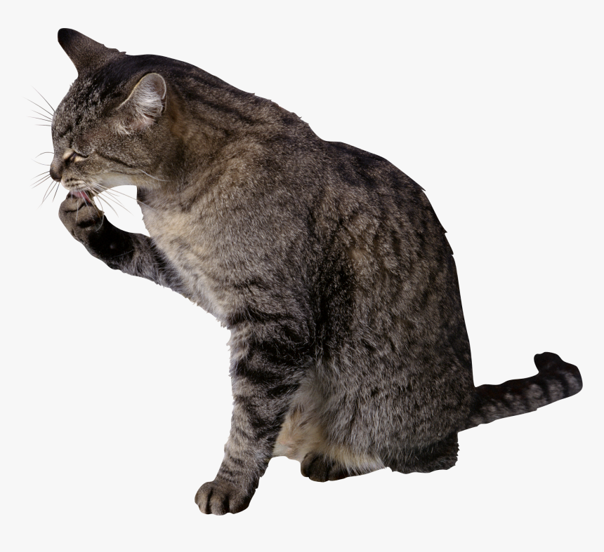 Cat Png - Cat Licking Paw Png, Transparent Png