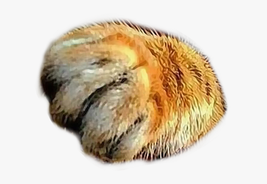 #catspaw #southpaw #kittypaw #cat #paws #feline #paw - Malacosoma Disstria, HD Png Download