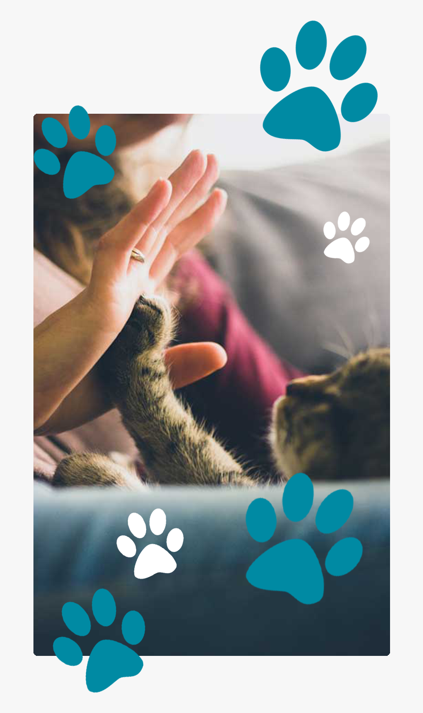 Hand Take Cat, HD Png Download
