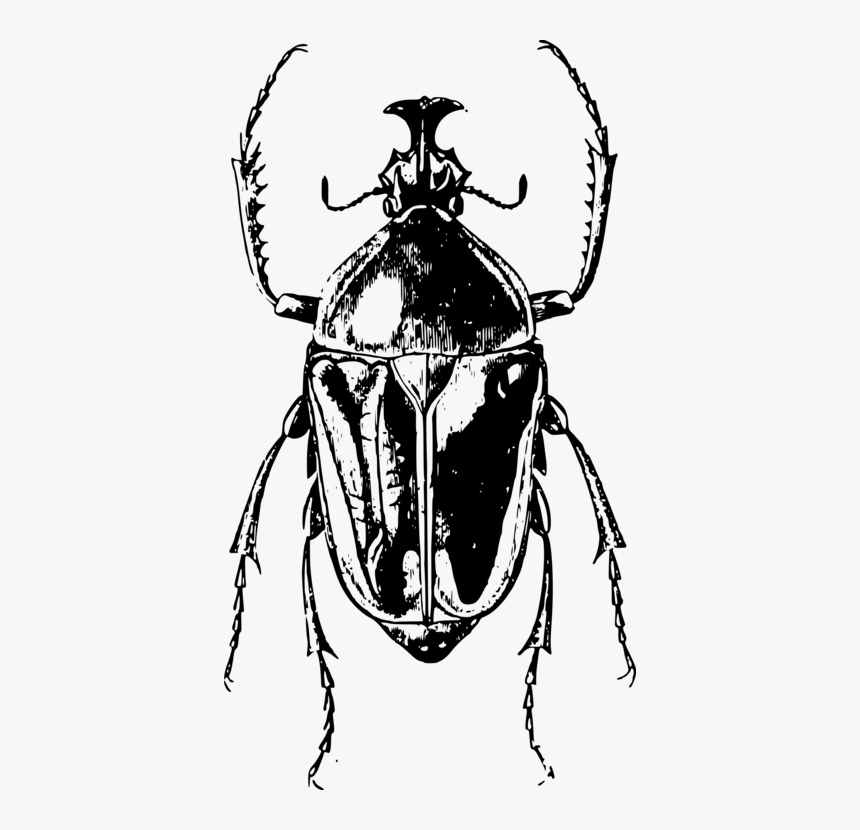 Fly,line Art,monochrome Photography - Escarabajo Blanco Y Negro, HD Png Download