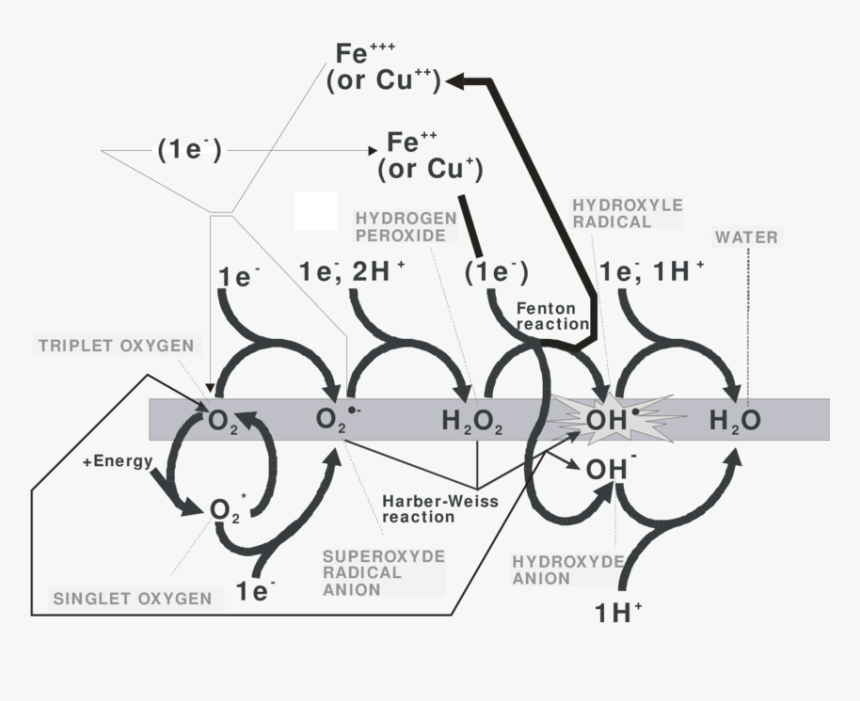 Diagram, HD Png Download