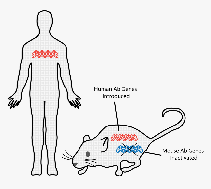 Rat, HD Png Download