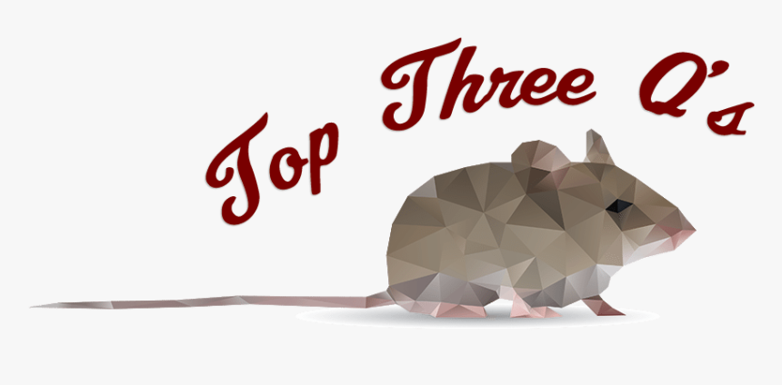 Top Three Q S With A Mouse - Armadillo, HD Png Download