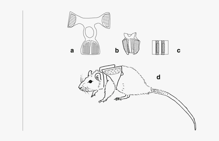 Placement Of The Additional Load In The Backpack - Rat, HD Png Download