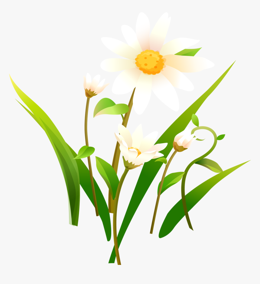 Camomile Png - Фон Общероссийский День Библиотек, Transparent Png