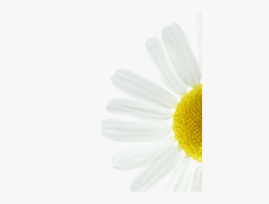 Chamomile, HD Png Download