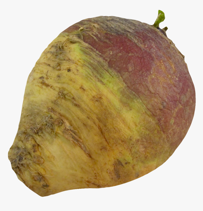 Turnip Rutabaga Root - Rutabaga Png, Transparent Png