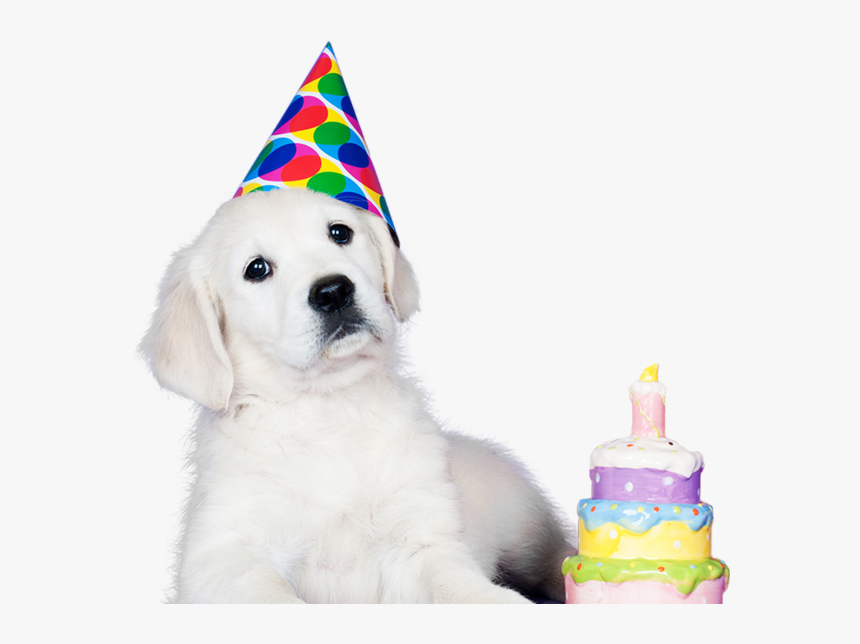 Birthday Party Hat Png, Transparent Png