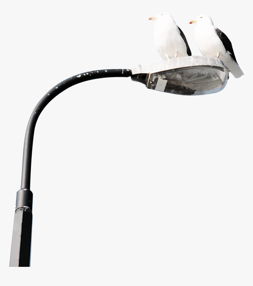 Two Birds On Lamp Post - Light, HD Png Download