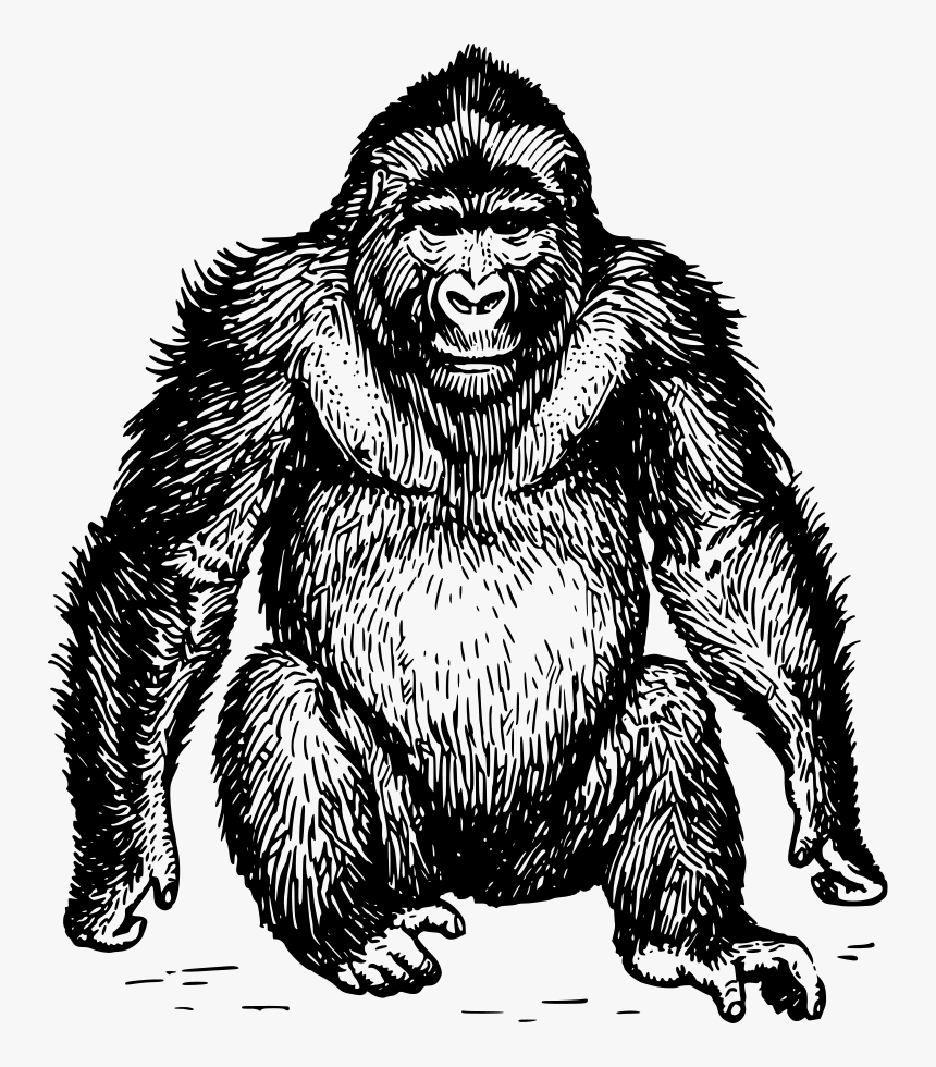 Ape 3 Cute Svg Clip Arts - Ape Clipart Black And White, HD Png Download