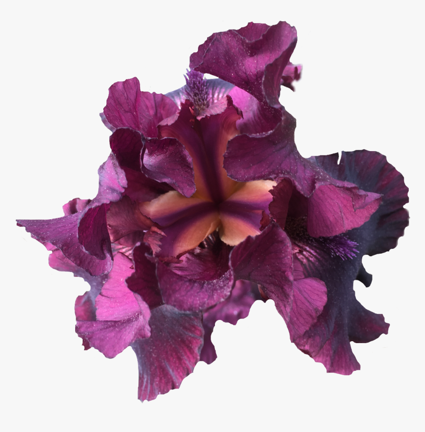 Iris Nature Purple Flower Exlineiris Beautiful Irisflow - Iris, HD Png Download