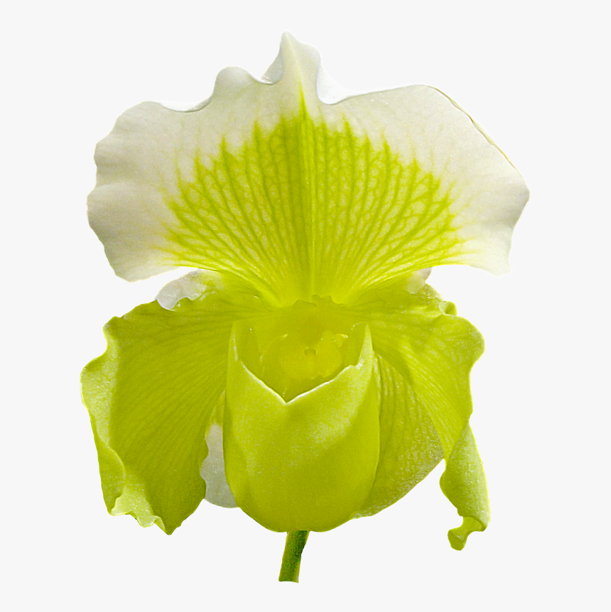 Orchid Flower Png Image - Orchids, Transparent Png