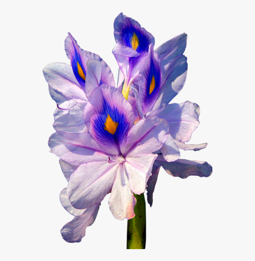 Клип Арты Цветы, HD Png Download