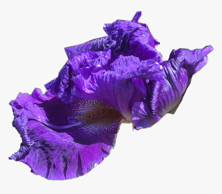 Iris, HD Png Download