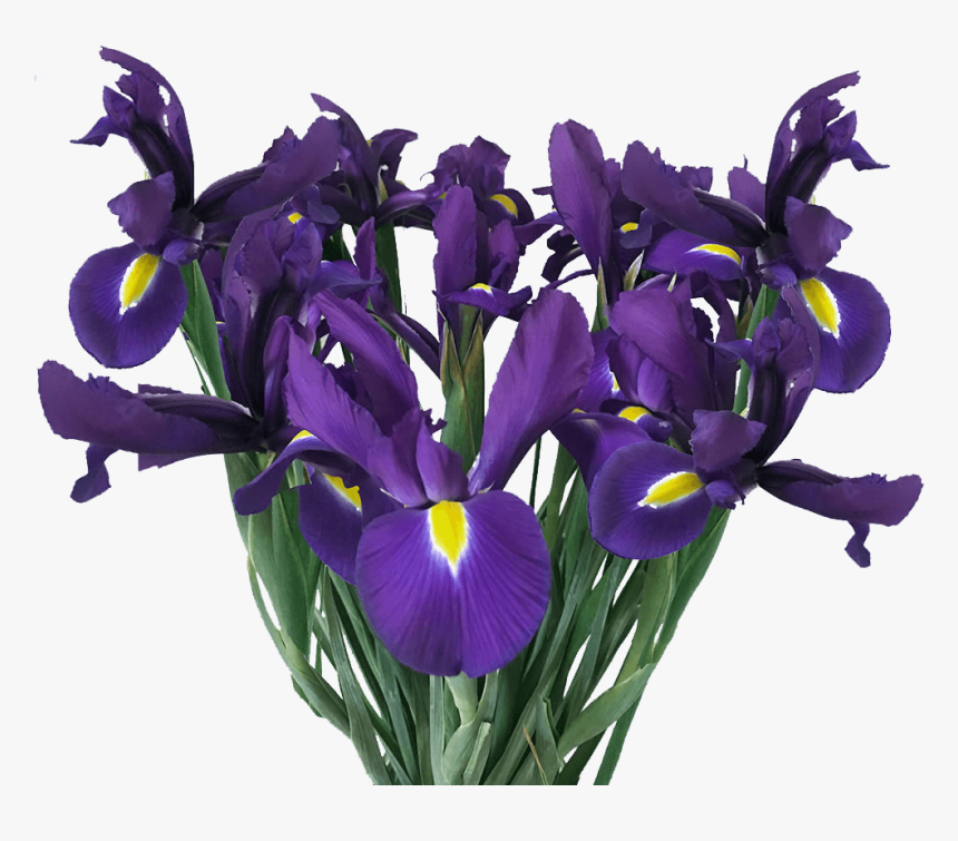 Buy Blue Iris Flowers Online Fresh Cut Flowers - Orris Root, HD Png Download