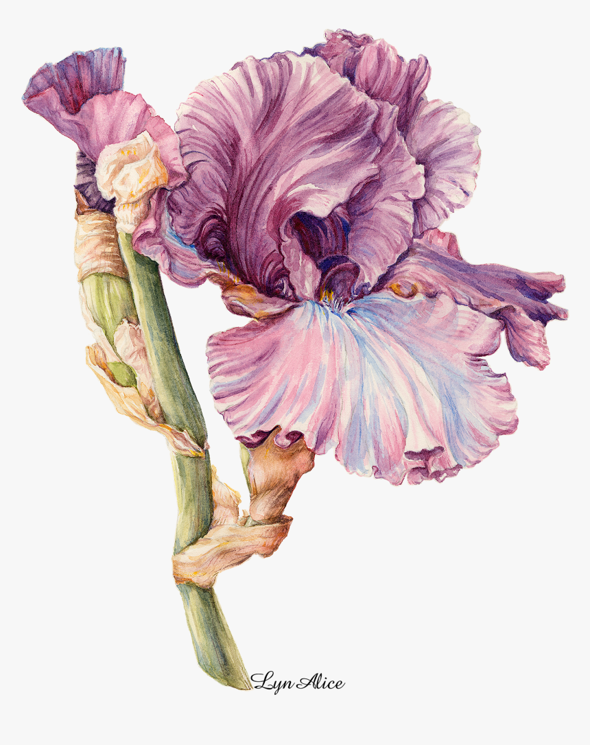 Irises, HD Png Download