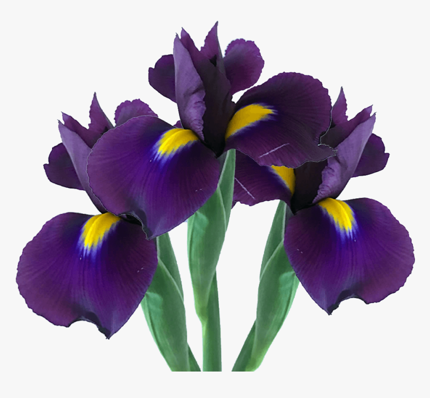 Purple Iris Flowers For Bridal Arrangements - Iris Versicolor, HD Png Download