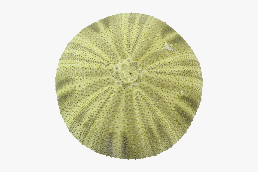 Green Sea Urchin - Crochet, HD Png Download