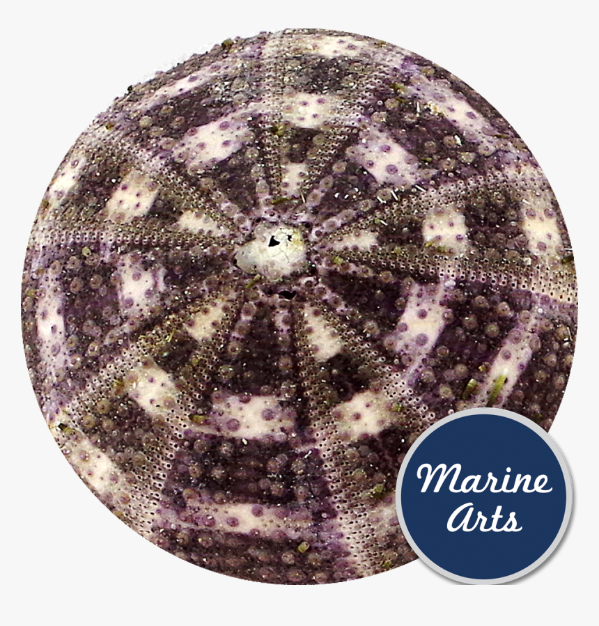 De Marchi, HD Png Download