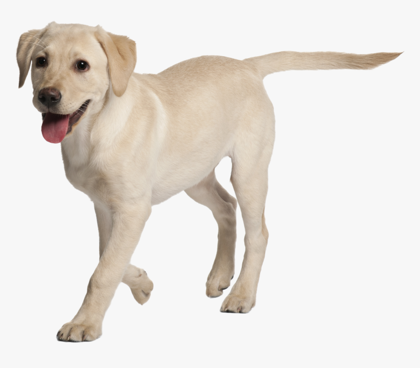 Labrador Retriever Rottweiler Puppy Golden Retriever - Labrador Puppy 4 Months Old, HD Png Download