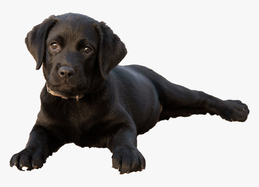 Labrador Retriever Puppy Png Clipart - Лабрадор В 2 Месяца, Transparent Png