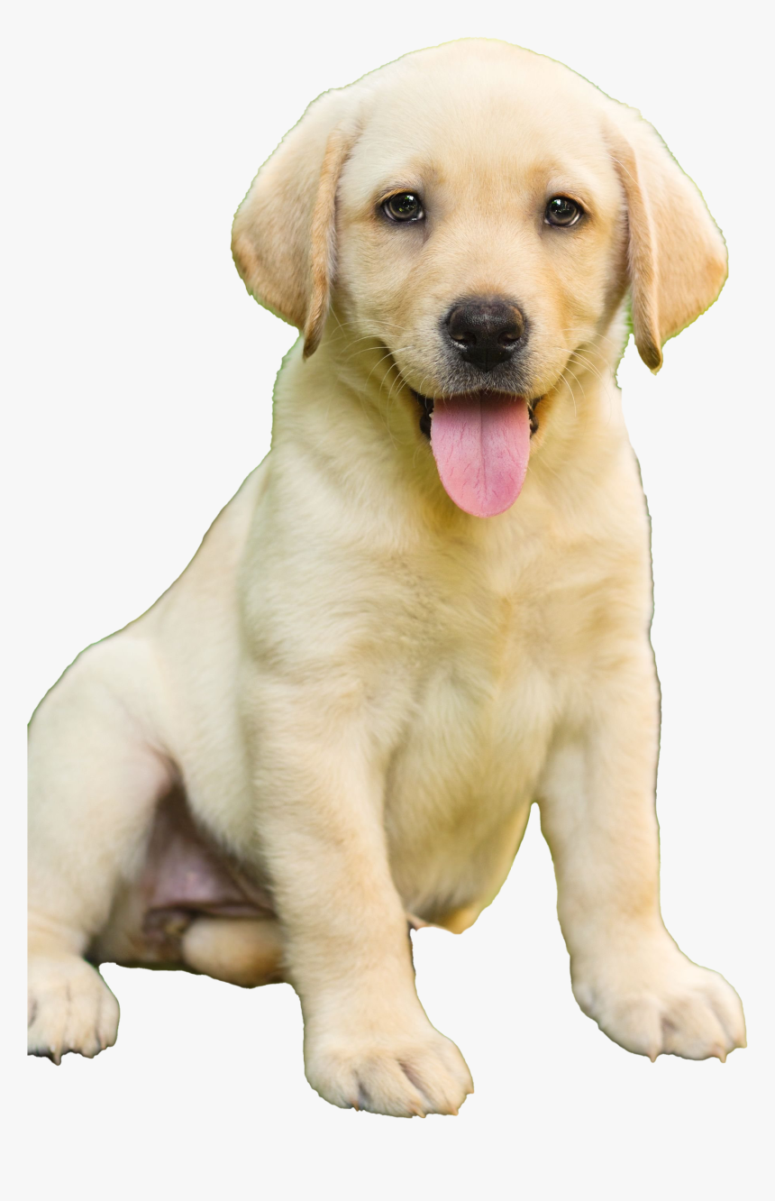 Labrador Retriever Puppy Transparent - Labrador Dog Price In Thrissur, HD Png Download