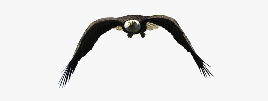 Osprey, HD Png Download