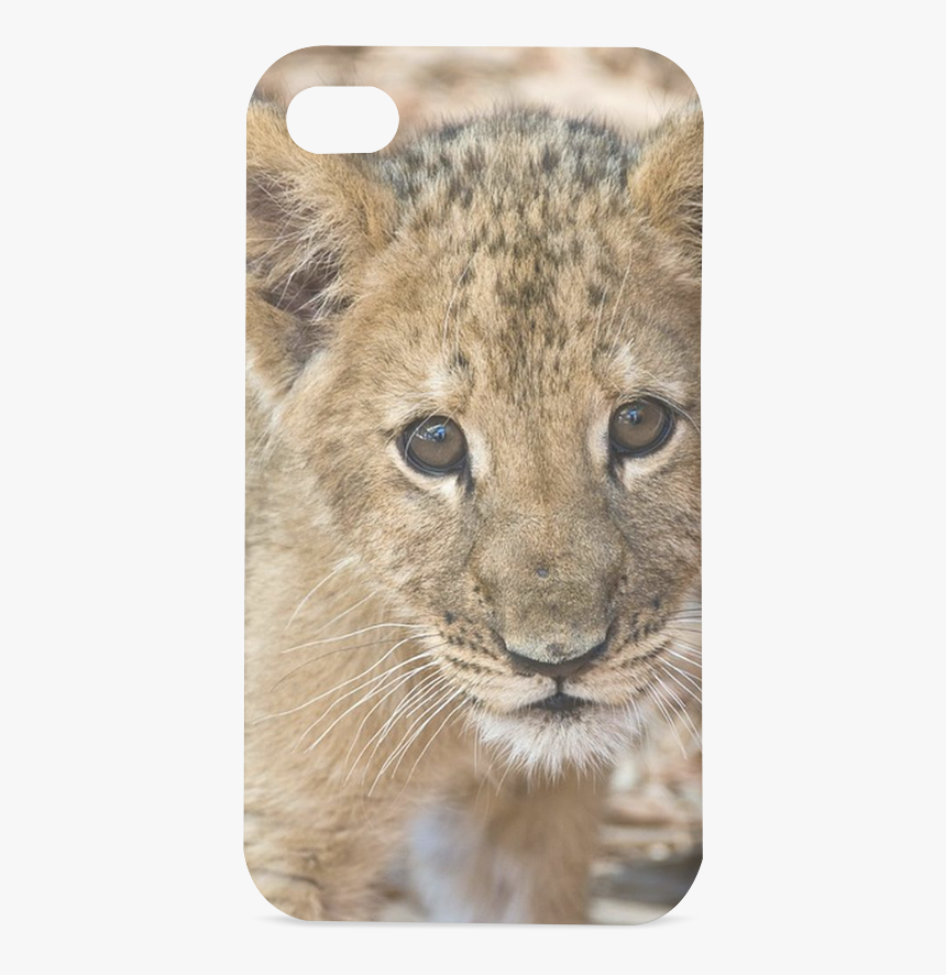Baby Lion Hard Case For Iphone 4/4s - Real Baby Jungle Animals, HD Png Download