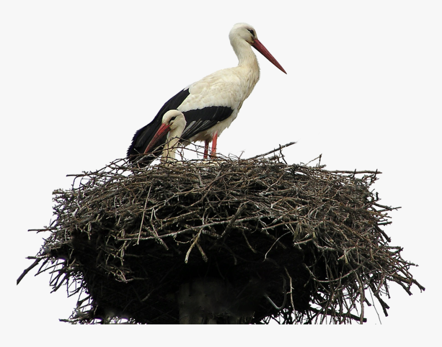 Black Birds Nest, HD Png Download