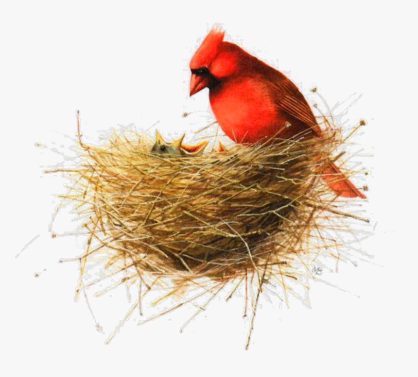 #ftestickers #watercolor #bird #nest #birdnest #redbird - Marjolein Bastin Mothers Day, HD Png Download