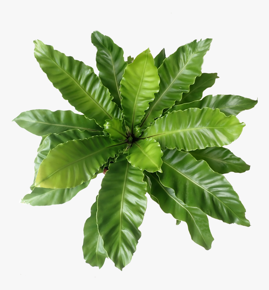 Fern, HD Png Download