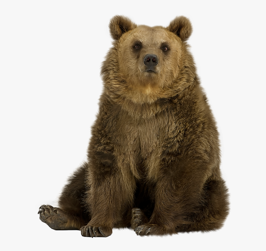 Brown Bear Png Pic - Grizzly Bear Sitting Png, Transparent Png