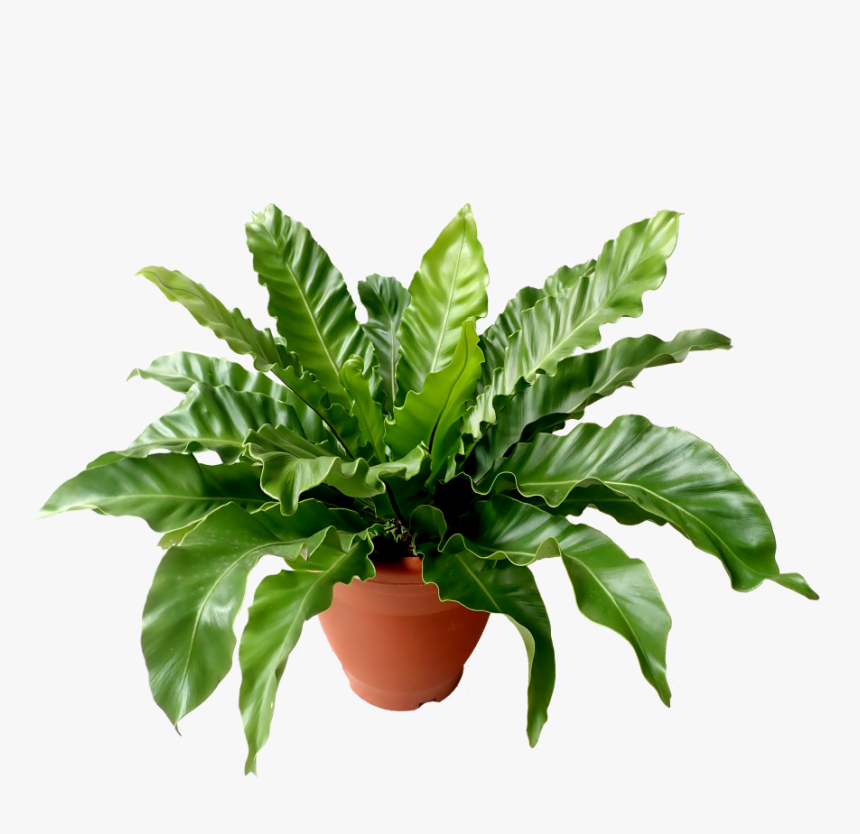 Flowerpot, HD Png Download