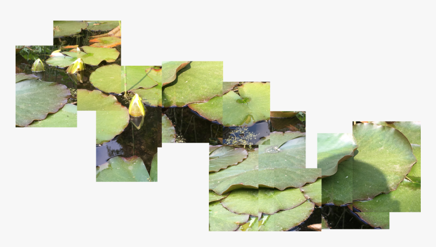 Sacred Lotus, HD Png Download