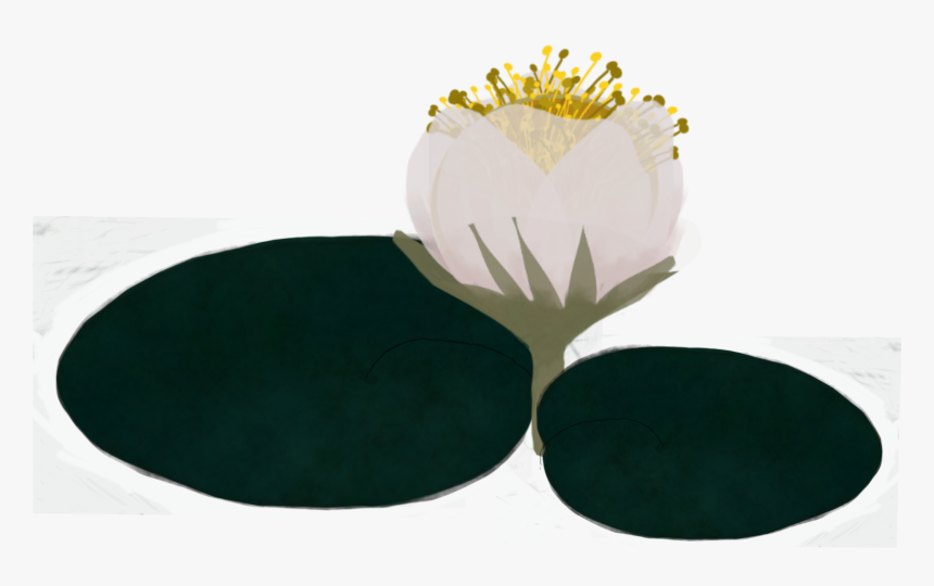 #lillypad #waterlilly #madewithpicsart - Water Lily, HD Png Download