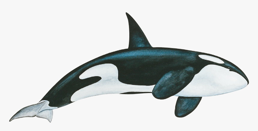 Image Épaulard - Picsart Dolphin Editor, HD Png Download