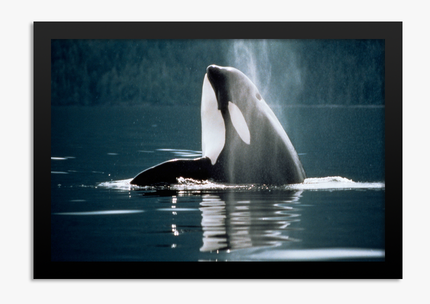 Orca Head, HD Png Download