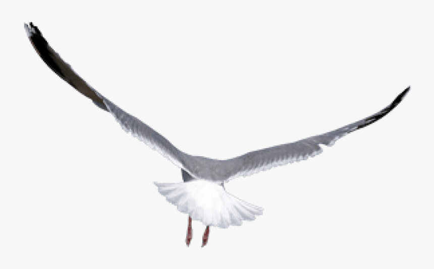 Free Png Birds Png Images Transparent - Mouette Png, Png Download