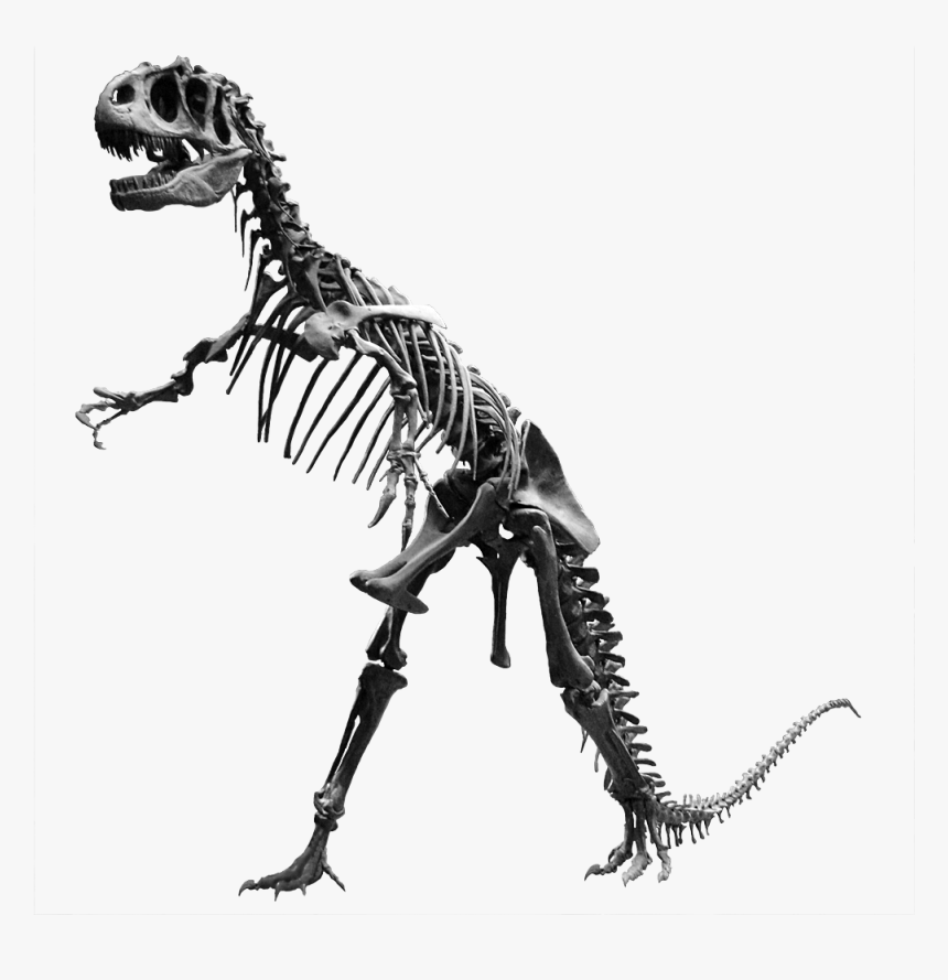 Transparent Dinosaur Bone Clipart Dinosaur Bones Png Png Download Transparent Png Image Pngitem