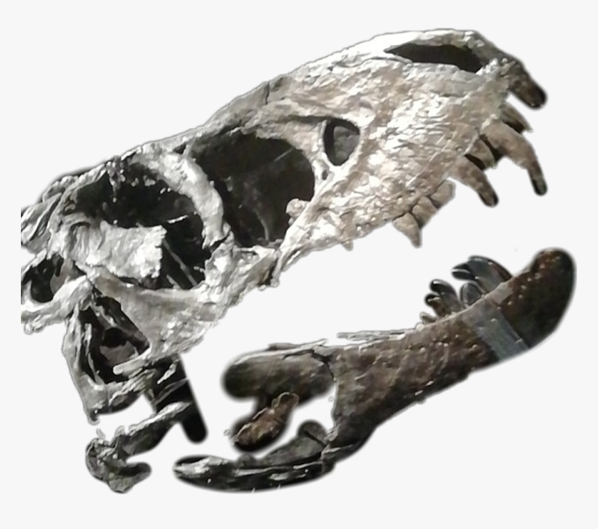 #dino #dinosaur #bones #dinobones #dinosaurbones - Topos, HD Png Download