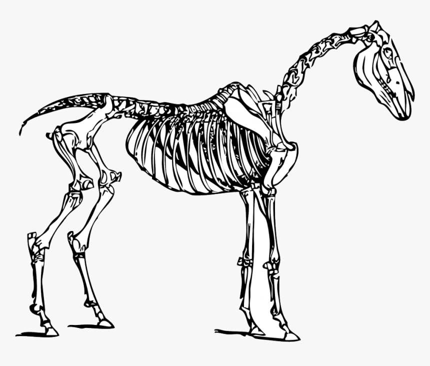 Dinosaur Bones Clipart - Horse Skeleton Clipart, HD Png Download