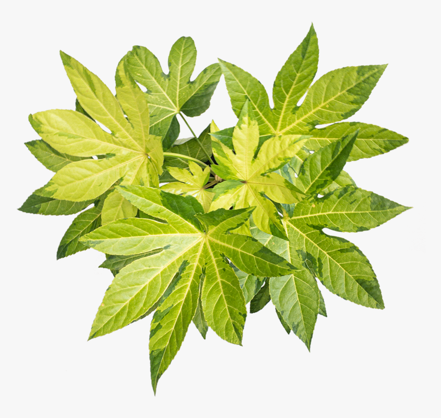 Fatsia Care - Maple Leaf, HD Png Download