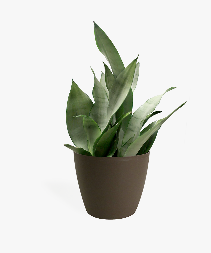 Small Plant Png Transparent, Png Download
