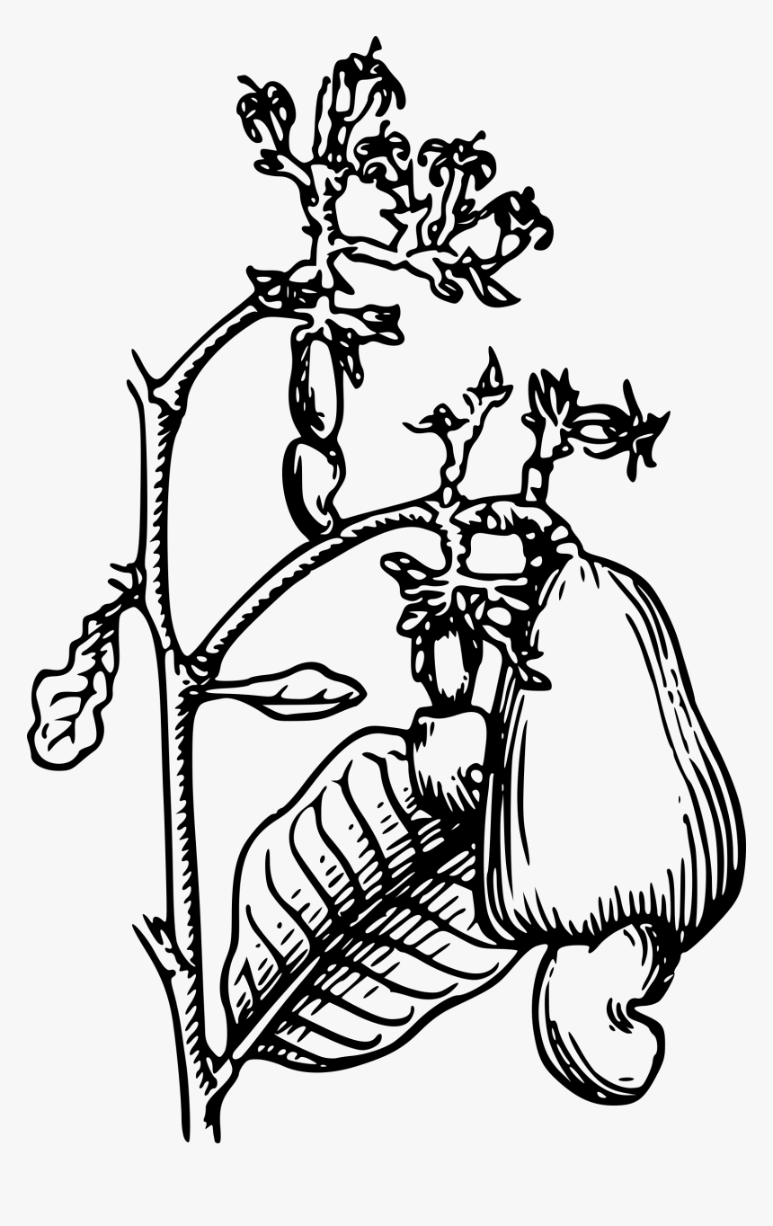Drawing Of A Cashew Tree, HD Png Download