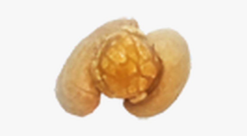 Starting At $5 - Peanut, HD Png Download