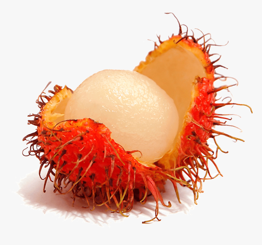 Cashew Clipart Cute - Rambutan Png, Transparent Png