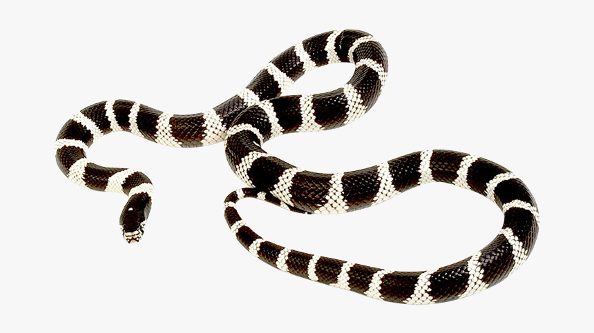 King Snake Png - King Snake With Transparent Background, Png Download