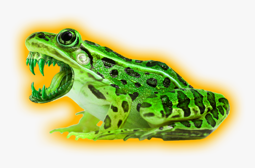 Leopard Frog With White Background, HD Png Download