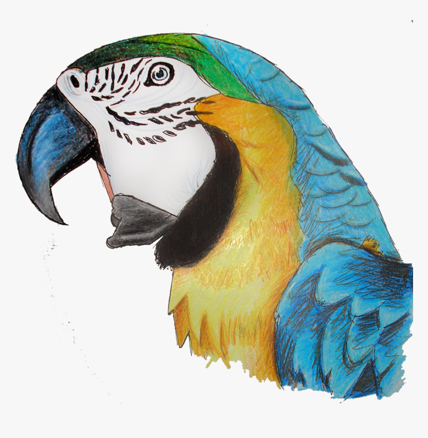 Macaw Parrot Png Pic - Perico De Anillo Indio, Transparent Png
